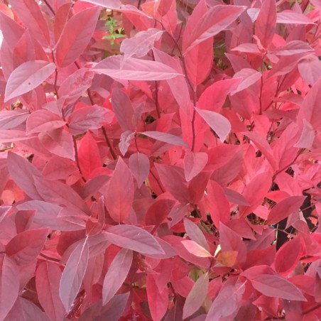 Amerikanische Rosmarinweide - Itea virginica Henry's Garnet