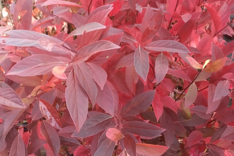 Itea virginica henry's garnet -Jardins du Monde.be