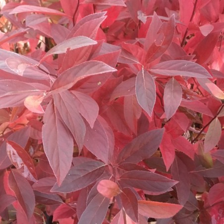 Amerikanische Rosmarinweide - Itea virginica Henry's Garnet