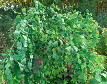 Kronkel acacia Twisty Baby-Robinia pseudoacacia Twisty Baby-Lace Lady