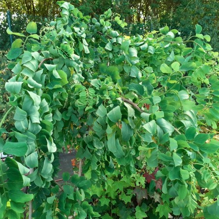 Kronkel acacia Twisty Baby-Robinia pseudoacacia Twisty Baby-Lace Lady