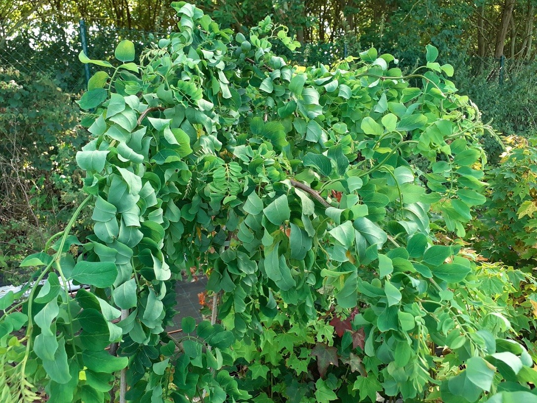 Scheinakazie Twisty Baby - Robinia pseudoacacia Twisty Baby®