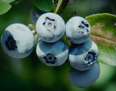 Heidelbeere Duke - Vaccinium corymbosum Duke
