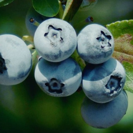 Blueberry Duke - Vaccinium corymbosum Duke