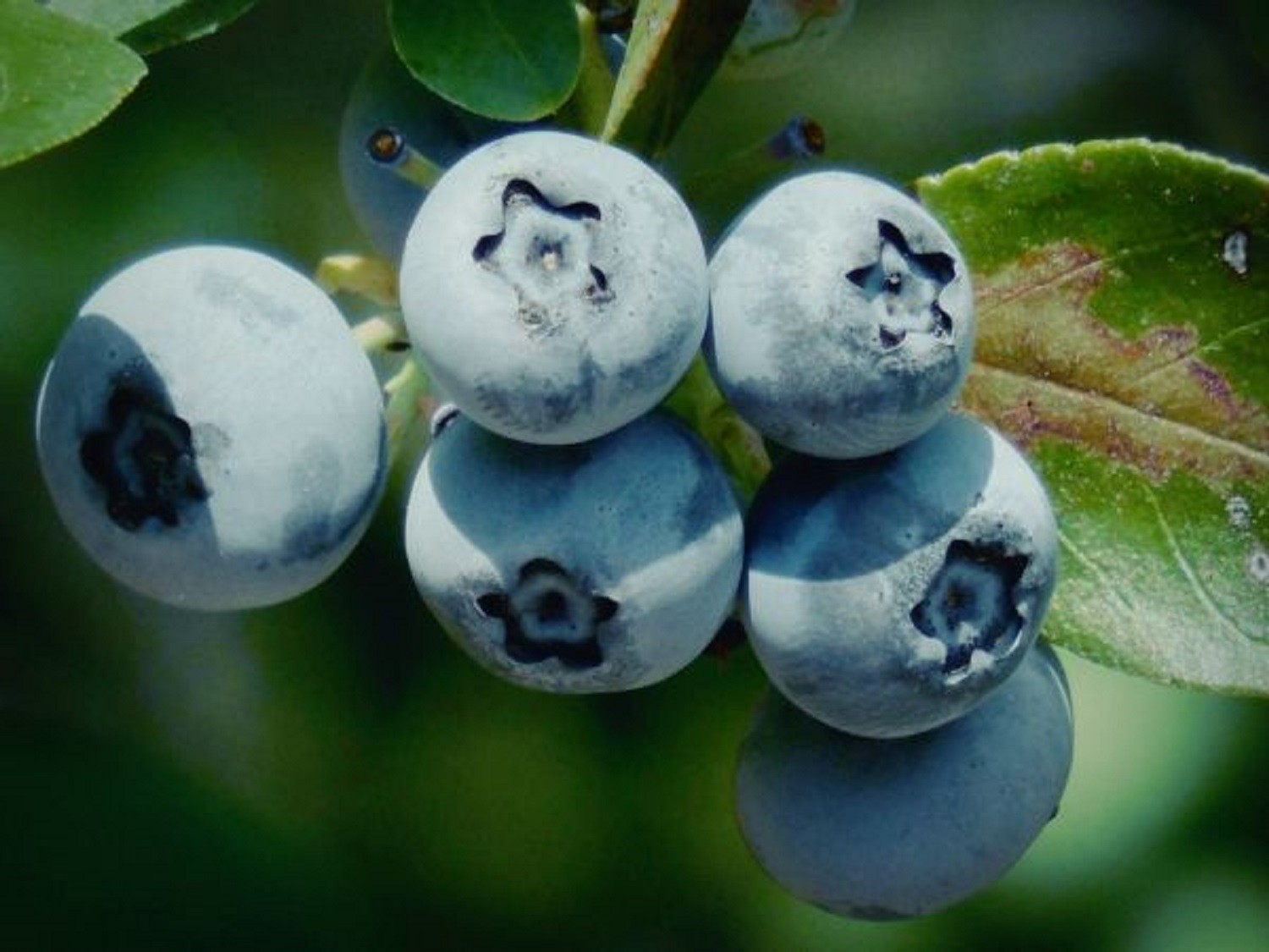 Blueberry Duke - Vaccinium corymbosum Duke