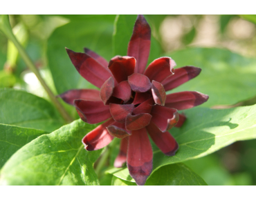 Arbre aux nénuphars - Calycanthus floridus