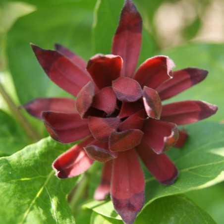 Carolina Allspice - Calycanthus floridus