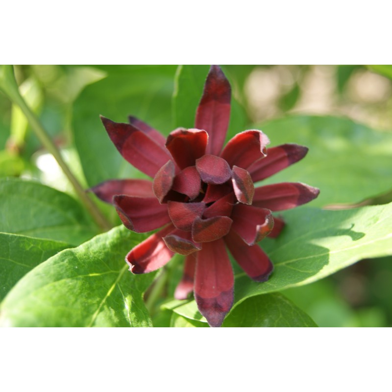 Carolina Allspice Calycanthus floridus