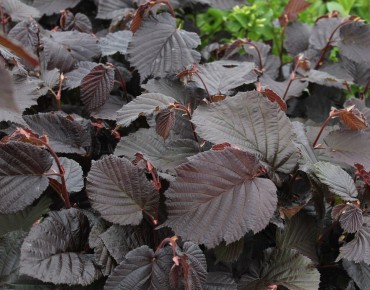 Corylus avellana Rode Zellernoot - Jardins du Monde.be