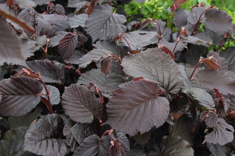 Corylus avellana Rode Zellernoot - Jardins du Monde.be Corylus avellana Rode Zellernoot - Jardins du Monde.be