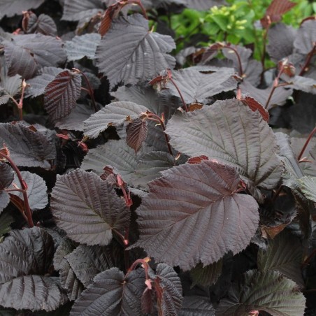 Corylus avellana Rode Zellernoot - Jardins du Monde.be
