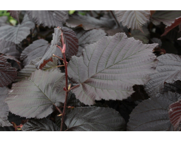 Corylus avellana Rode Zellernoot - Jardins du Monde.be