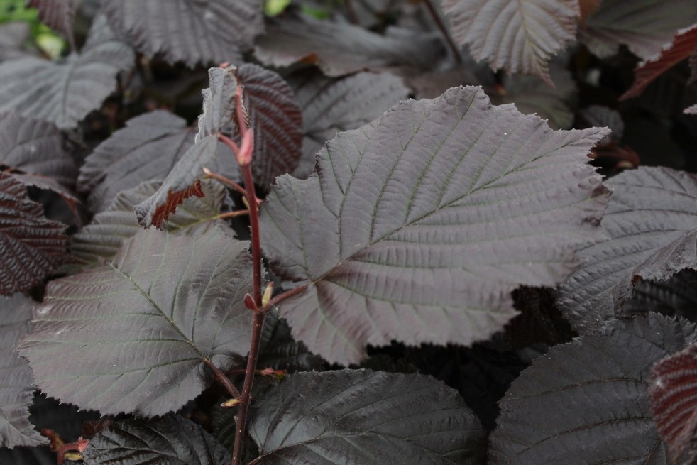 Corylus avellana Rode Zellernoot - Jardins du Monde.be