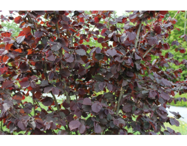Corylus avellana Rode Zellernoot - Jardins du Monde.be
