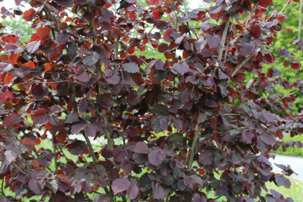 Corylus avellana Rode Zellernoot - Jardins du Monde.be