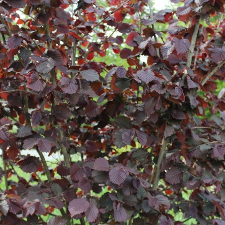 Corylus avellana Rode Zellernoot - Jardins du Monde.be