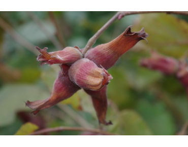 Corylus avellana Rode Zellernoot - Jardins du Monde.be
