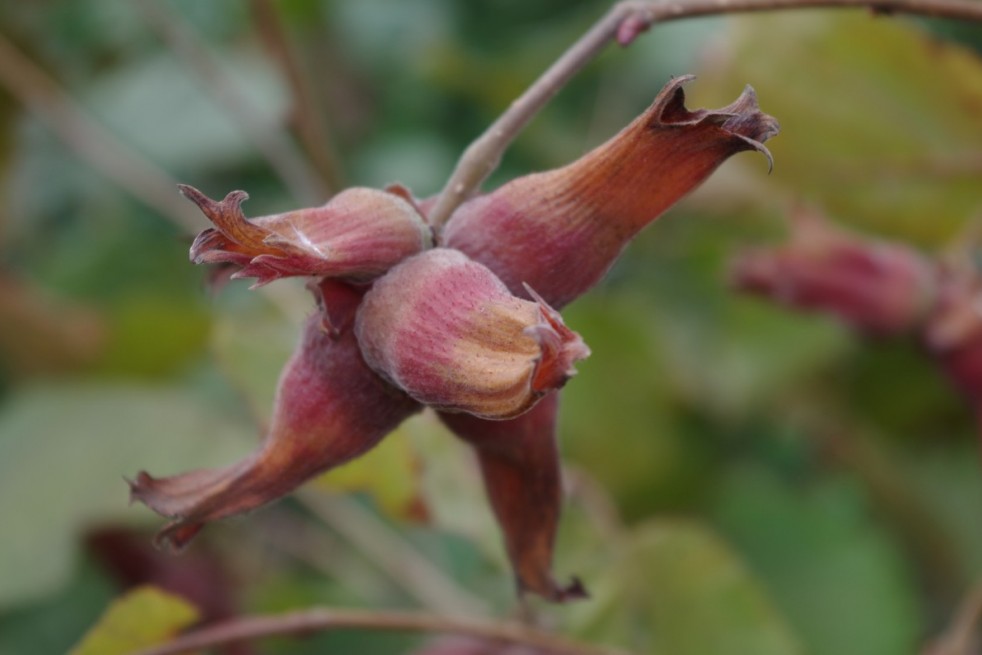 Corylus avellana Rode Zellernoot - Jardins du Monde.be