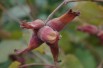 Corylus avellana Rode Zellernoot - Jardins du Monde.be