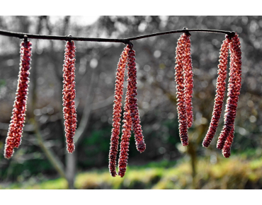 Corylus avellana Rode Zellernoot - Jardins du Monde.be