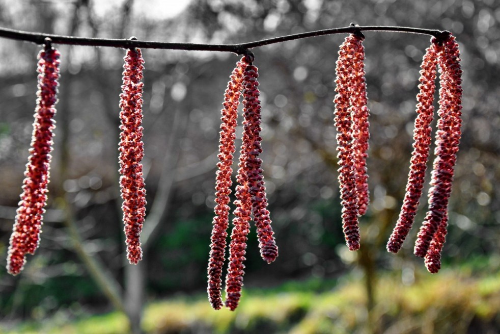 Corylus avellana Rode Zellernoot - Jardins du Monde.be