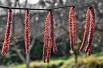 Corylus avellana Rode Zellernoot - Jardins du Monde.be