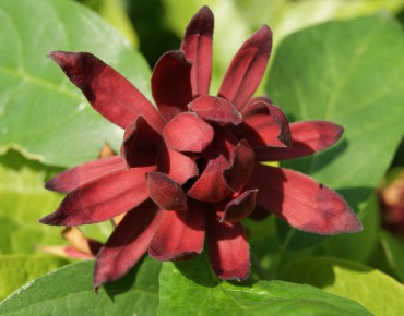 Carolina Allspice