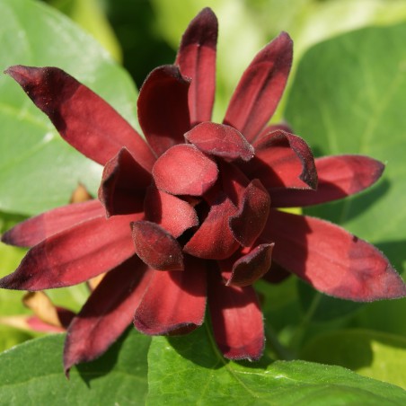 Specerijstruik  - Calycanthus floridus