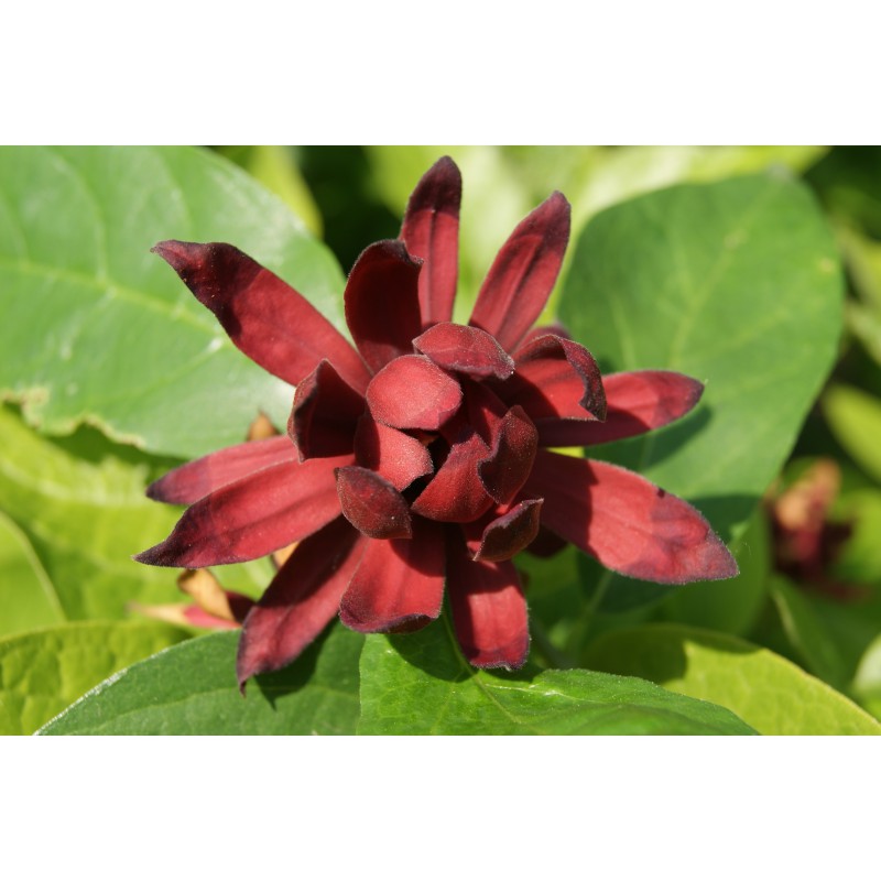 Carolina Allspice Calycanthus floridus