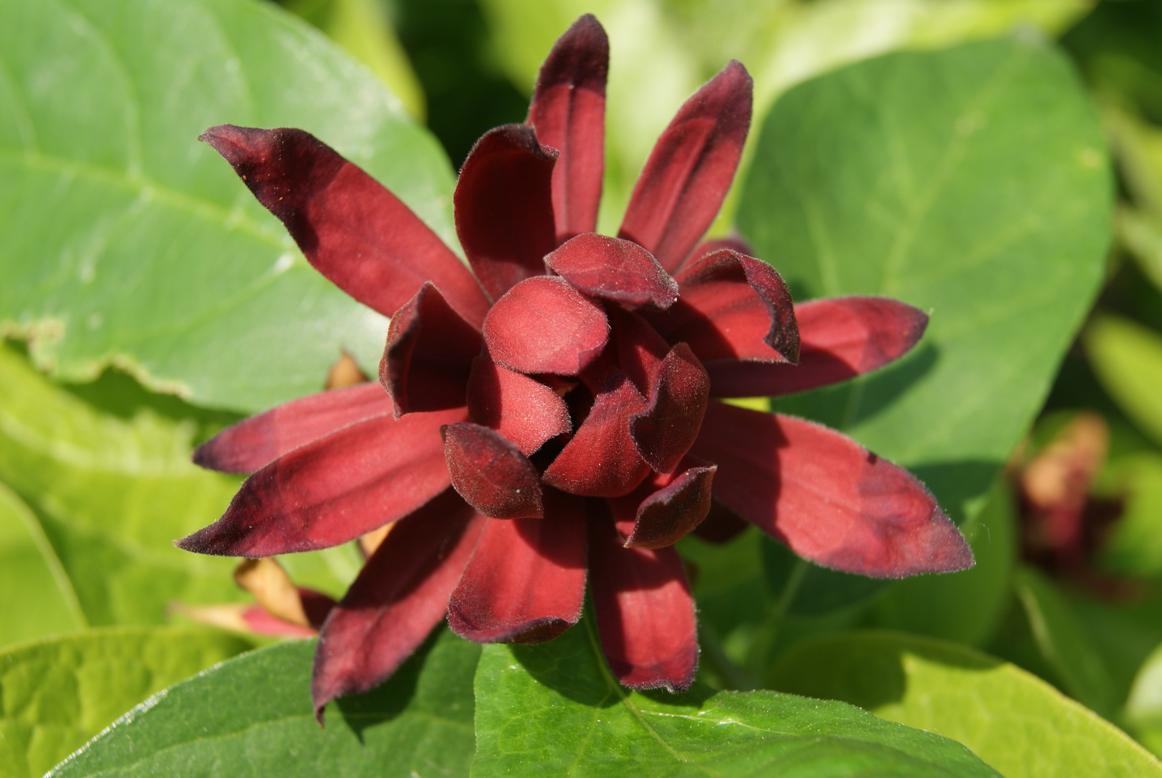 Carolina Allspice