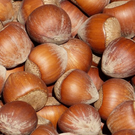 Corylus avellana Rode Zellernoot - Jardins du Monde.be