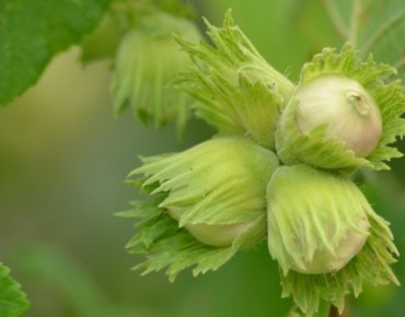 Hazel tree Tonda di Giffoni