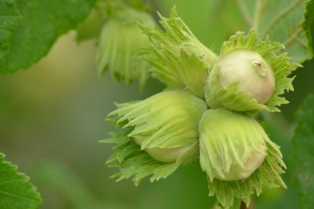 Hazel tree Tonda di Giffoni