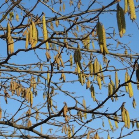 Noisetier Tonda di Giffoni - Corylus avellana Tonda di Giffoni