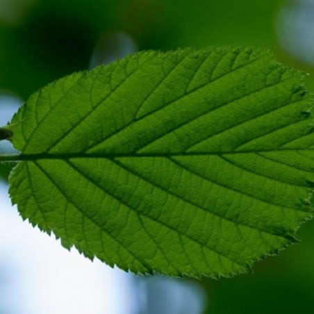 Noisetier Tonda di Giffoni - Corylus avellana Tonda di Giffoni