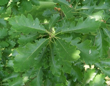 Quercus petraea - Jardins du monde.be