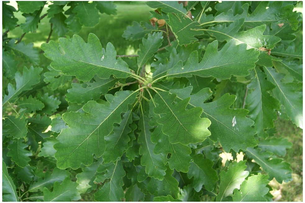 Quercus petraea - Jardins du monde.be Quercus petraea - Jardins du monde.be