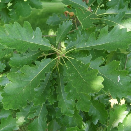 Quercus petraea - Jardins du monde.be