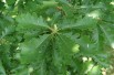 Quercus petraea - Jardins du monde.be