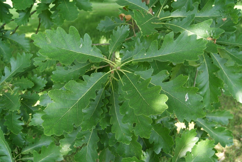 Sessile Oak