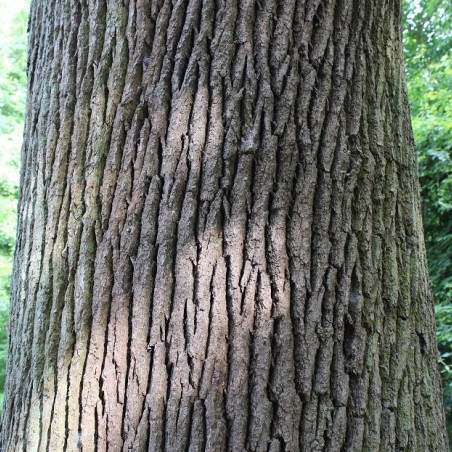 Quercus robur - Jardins du monde.be