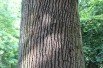 Quercus robur - Jardins du monde.be