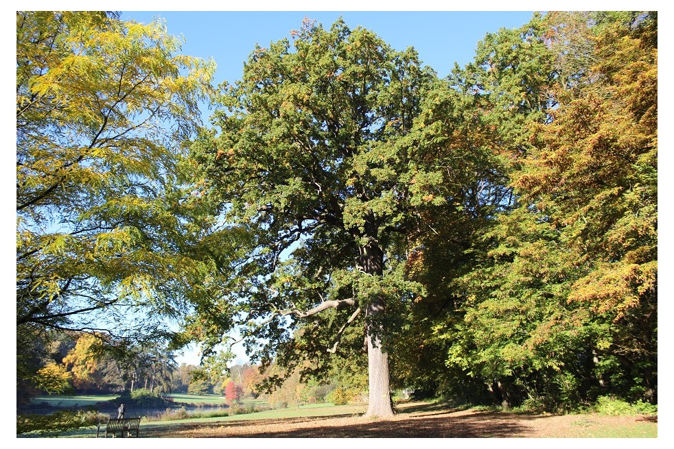 Quercus robur - Jardins du monde.be