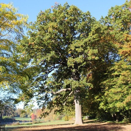 Quercus robur - Jardins du monde.be