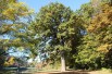 Quercus robur - Jardins du monde.be