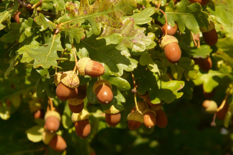 Quercus robur - Jardins du monde.be