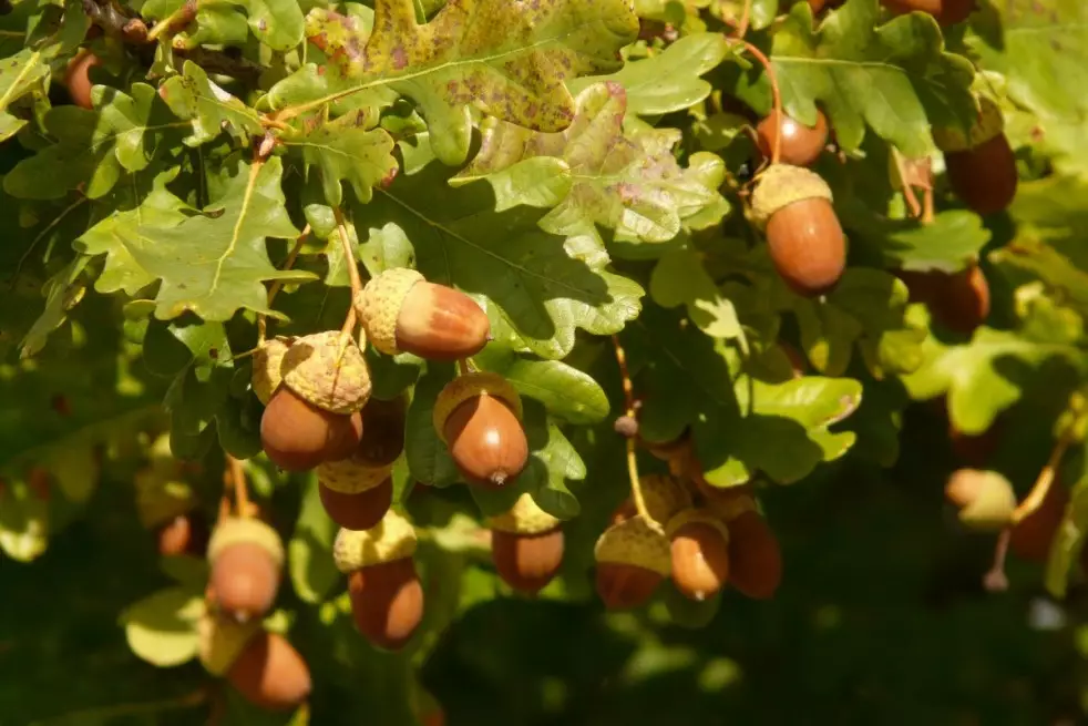 Quercus robur - Jardins du monde.be