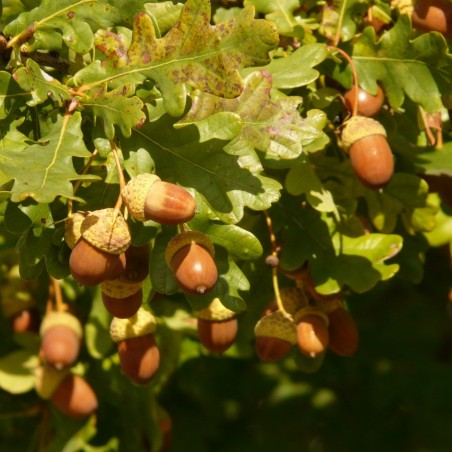 Quercus robur - Jardins du monde.be