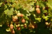 Quercus robur - Jardins du monde.be
