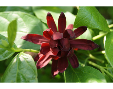 Arbre aux nénuphars - Calycanthus floridus